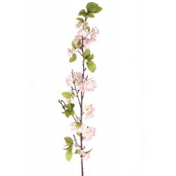 Madre de Cherry Madre de Cherry