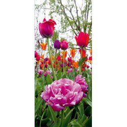 Fotomural Forest Glade FT-0219