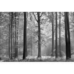 Fotomural Avalon CW15401-8