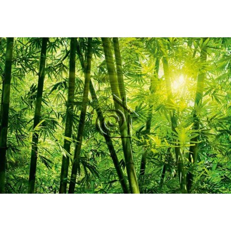 Fotomural Bamboo Forest CW15403-8