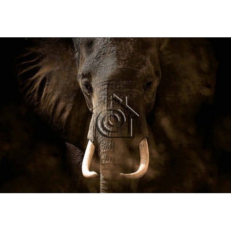 Fotomural Elephant Ivory CW15083-8