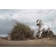 Fotomural White Wild Horse CW15086-8