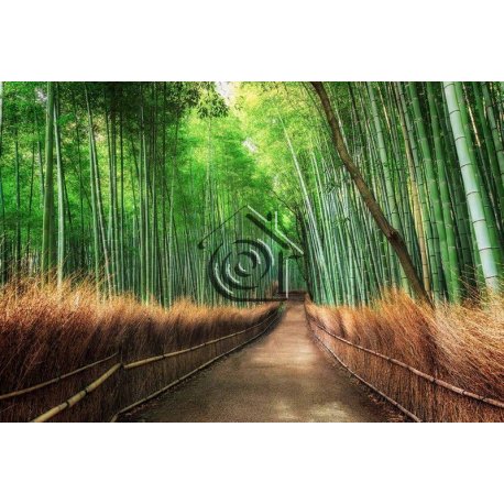 Fotomural Bamboo Grove Kyoto CW15460-8