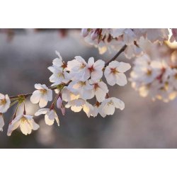 Fotomural Cherry Blossoms CW15494-8